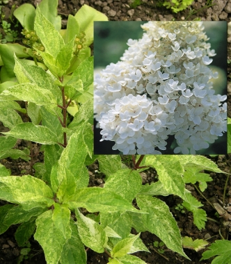 Hortensja bukietowa (Hydrangea paniculata) 